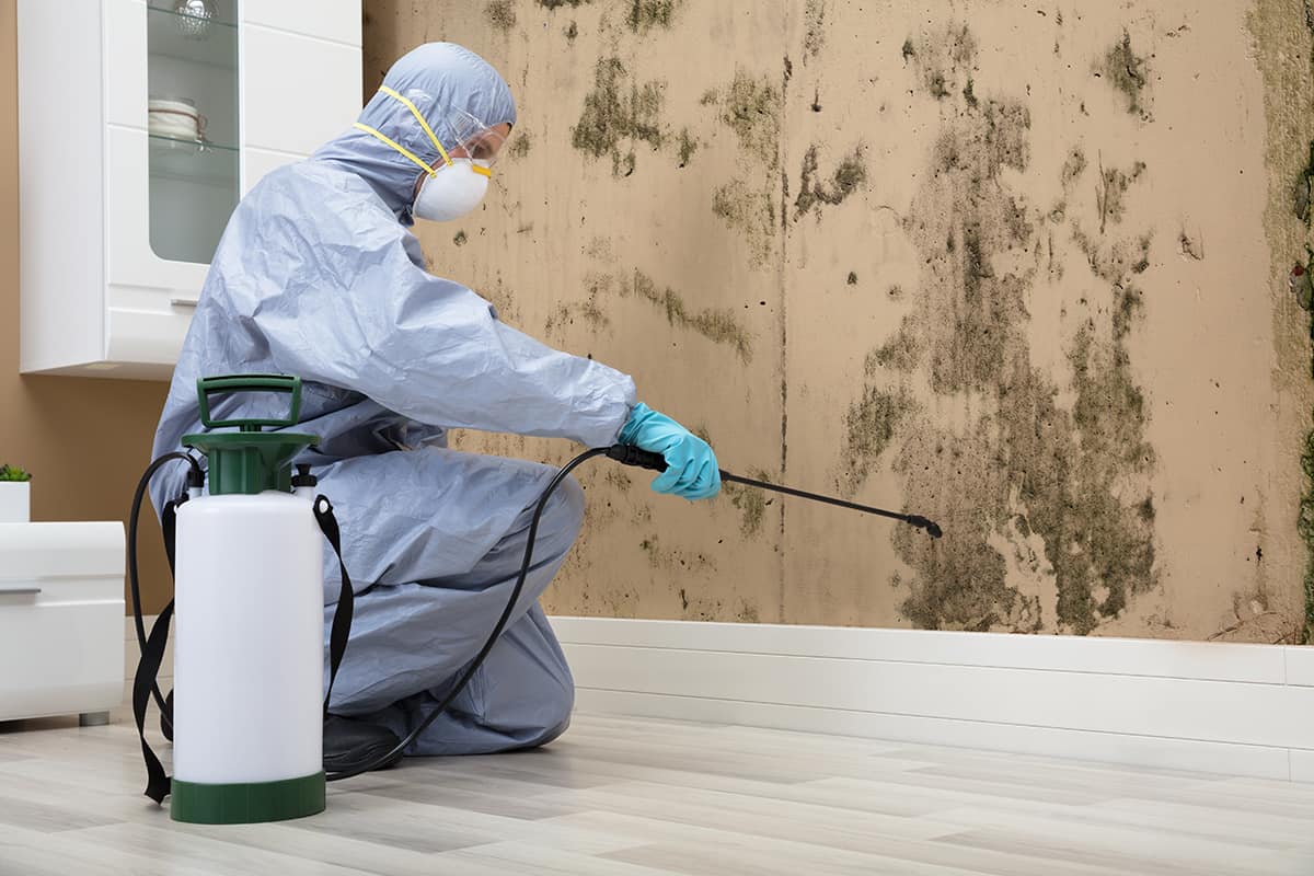 Mold remedy by professional ACI team